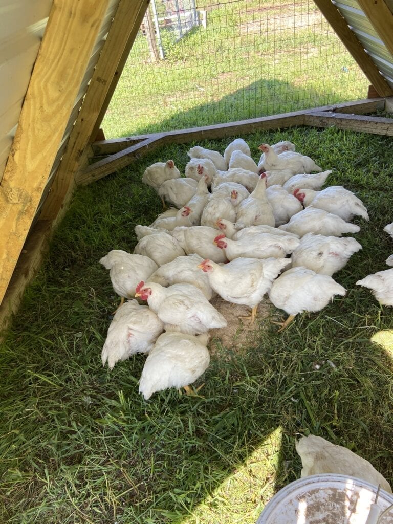 Pasture-raised chickens at Marshall Farm