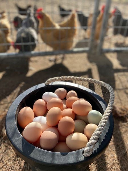 Farm fresh eggs in a bucket