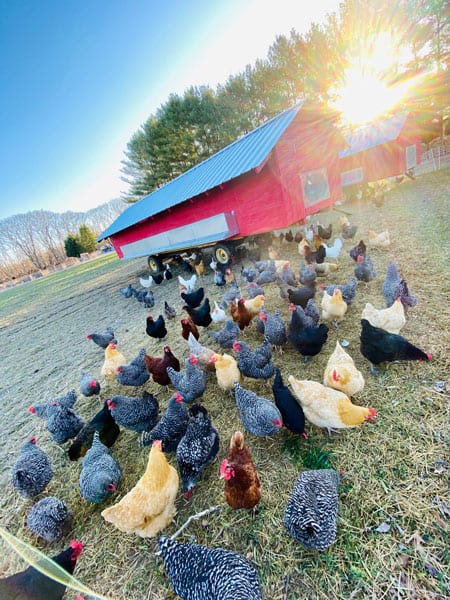 Chickens outside the barn at sunrise
