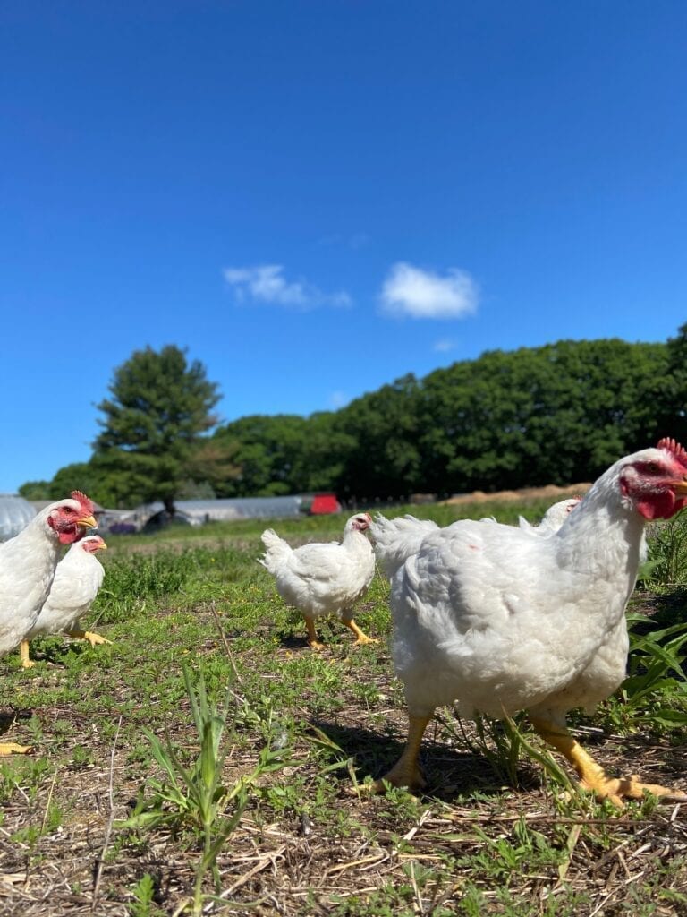 Pasture-raised chickens running at Marshall Farm