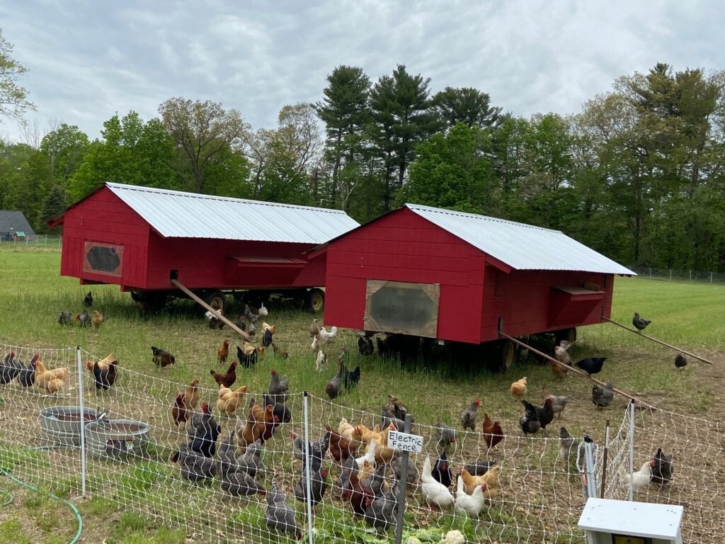 Pasture-raised chickens grazing at Marshall Farm