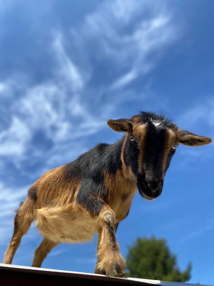 Goat standing with blue sky in background